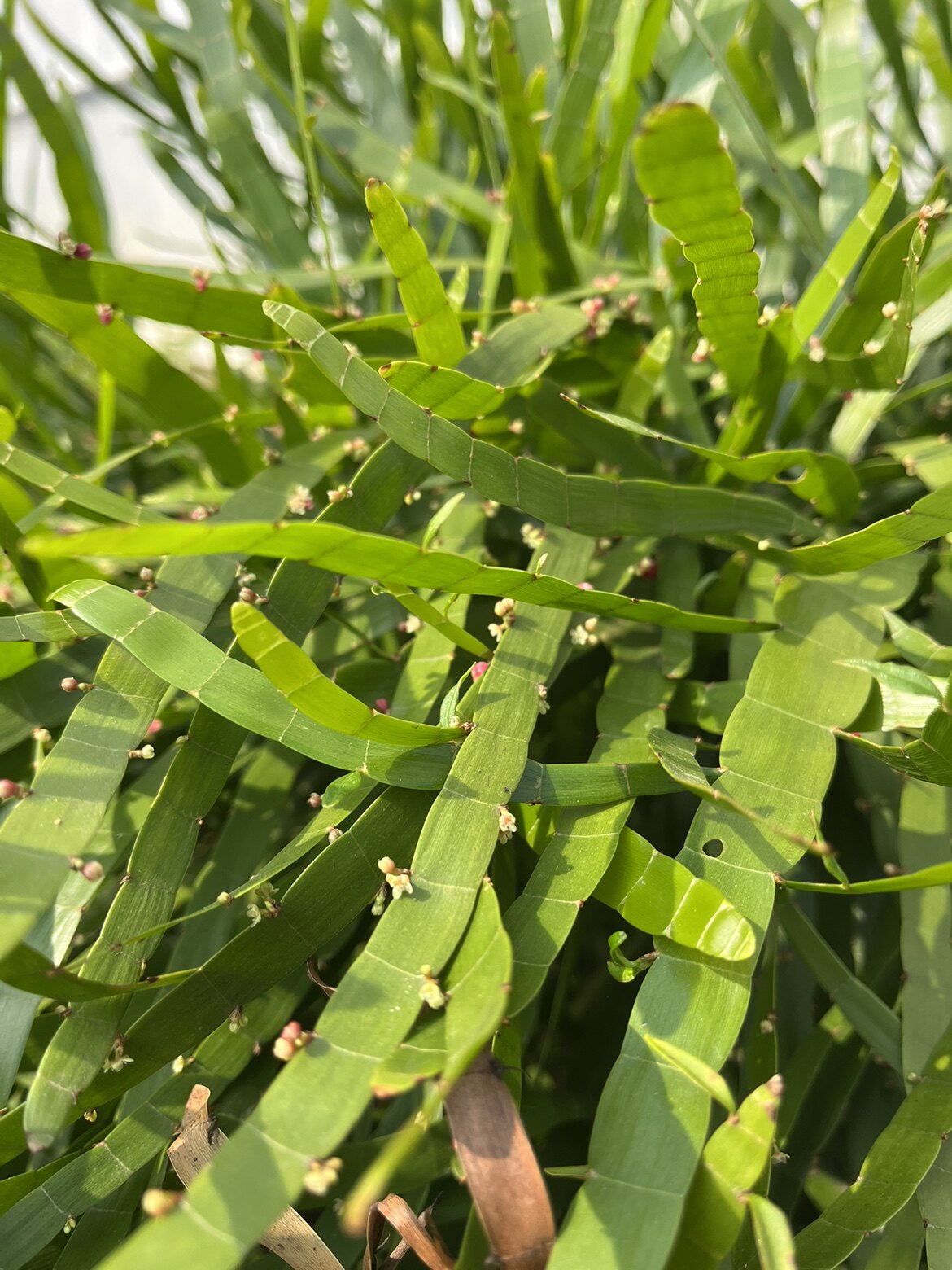 飞天蜈蚣草 神仙对坐草 石上落地蜈蚣百足草500g包邮特惠干货