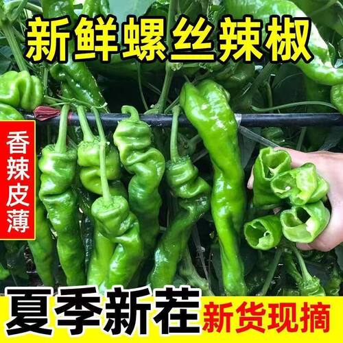现摘新鲜螺丝椒陇椒薄皮中辣蔬菜
