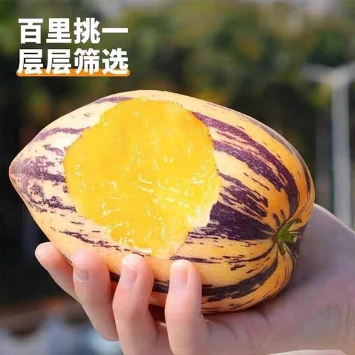 甘肃人参果清甜多汁，夏季水果
