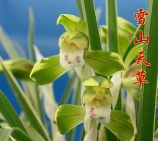 冬季 花卉 兰花苗 室内花卉 兰花 春兰 三山兰园 雪山天草