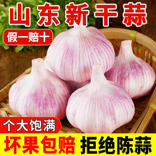 山东金乡大蒜头种籽干蒜种子装紫皮新鲜多瓣农家新蒜散装当季新鲜
