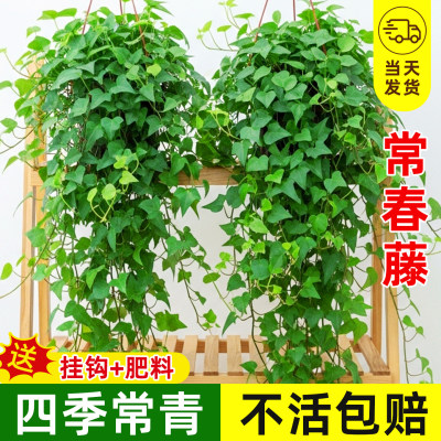 常春藤盆栽室内绿植吊兰垂吊植物阳台室内净化空气四季常青好养活