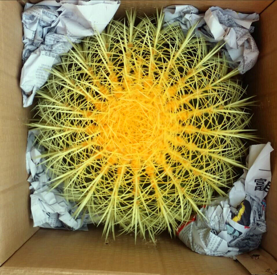 大金琥金虎仙人球盆栽室内多肉植物仙人掌类办公桌面绿植大仙人球