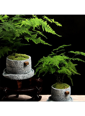 小石磨文竹绿植复古风水泥花盆