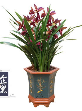 名贵花卉兰花浓香型兰花苗墨兰春兰建兰四季兰花室内花卉绿植盆栽
