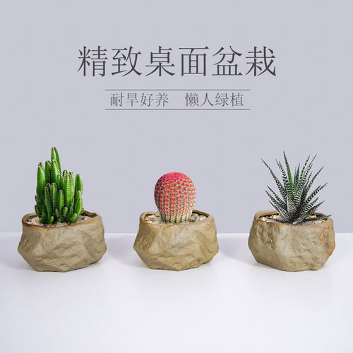 多肉植物红太阳小盆栽仙人球类网红书房办公室内桌面懒人易活绿植
