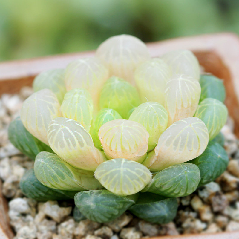 玉露   多肉植物组合十二卷花卉盆栽琥珀玉露黄金白帝城室内盆栽