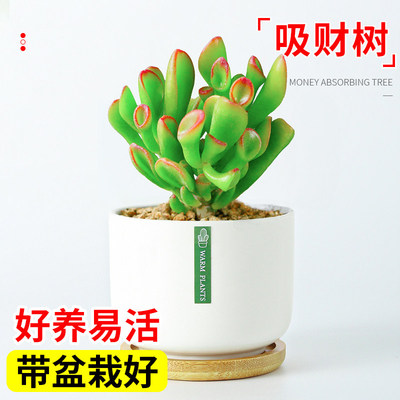 吸财树旺财多肉植物老桩筒叶花月高端办公桌好养名贵冷门盆栽大颗