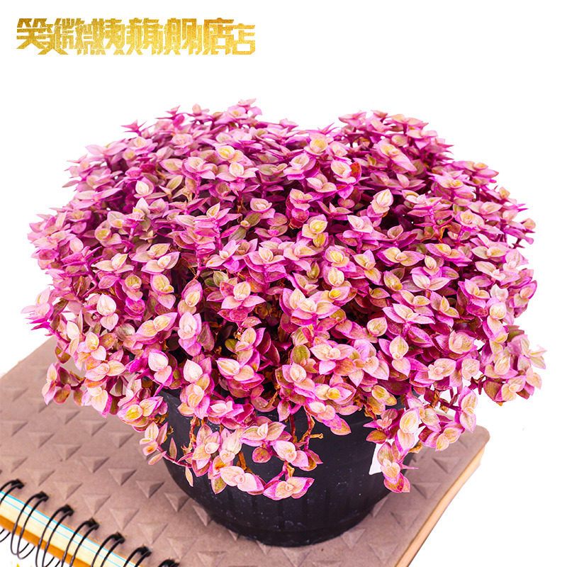 大颗油画婚礼吊兰盆栽胭脂云植物办公室内花卉桌面小绿植阳台好养