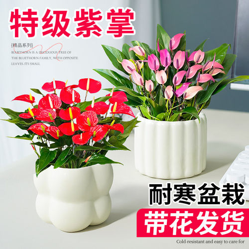 紫掌红掌白掌一帆风顺绿植带花苞大号室内桌面客厅易活花卉小盆栽