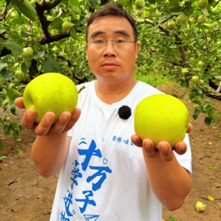 新三农老姚新鲜水果河北鸭梨皇冠梨包邮新鲜水果脆甜多汁现摘现发