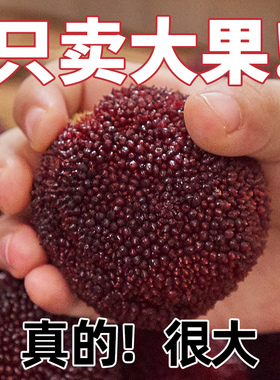 正宗仙居东魁杨梅新鲜现摘现发杨梅鲜果当季水果贡品级80颗礼盒装