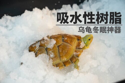 乌龟冬眠材料高分子吸水性树脂SAP保水剂保湿保水保温Big善人同款