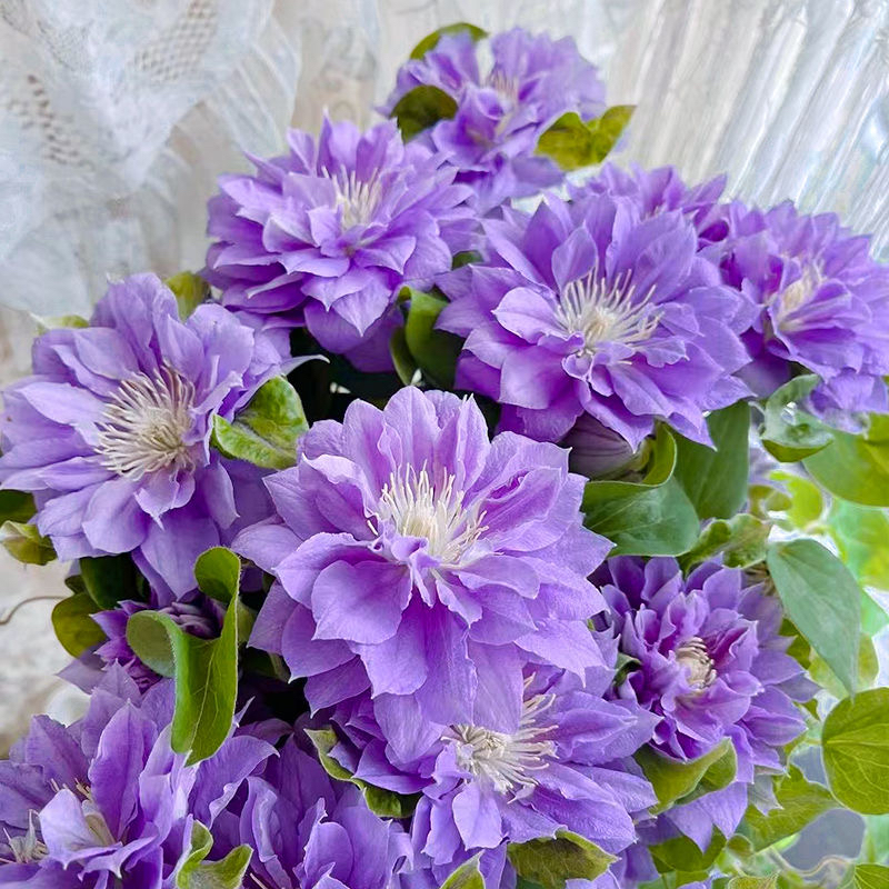 帅帅铁线莲盆栽地栽四季花卉绿植