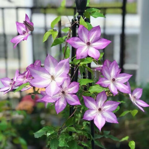 帅帅园艺【乌托邦】F系网红款 耐热耐荫皮实