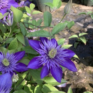 帅帅园艺 重瓣大花铁线莲丰花耐寒多年生 多蓝