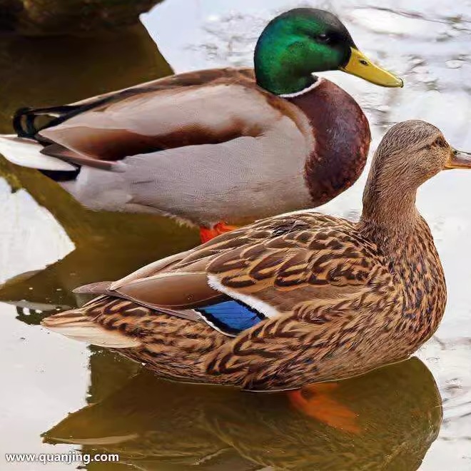 散养绿头鸭包活到家七彩山鸡