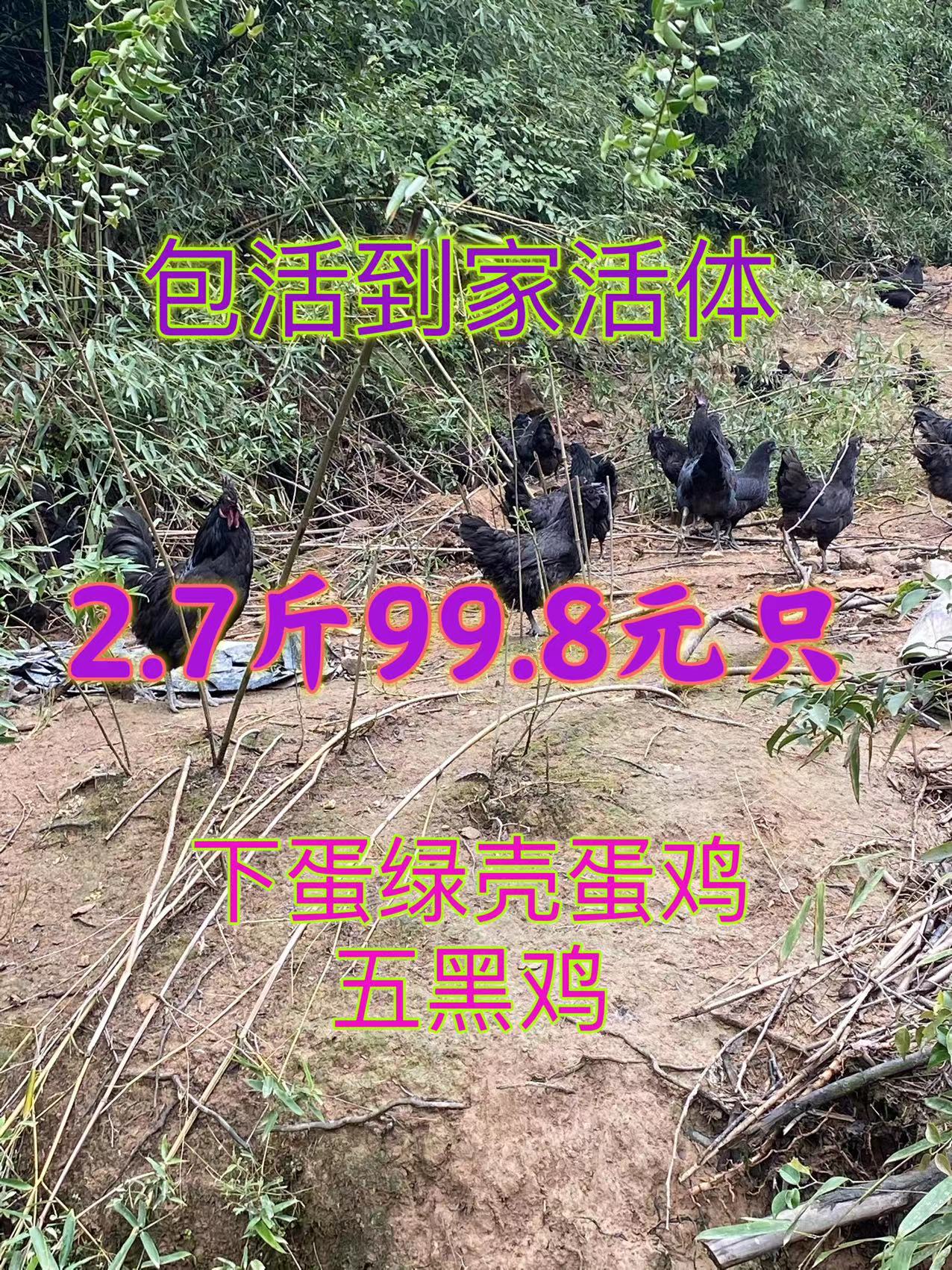 农家散养包活七彩山鸡