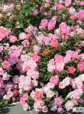 虹越进口月季玫昂1.5年嫁接裸根苗黑巴克龙沙花园多年生藤本灌木