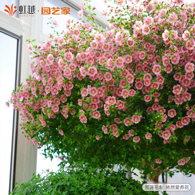 花彩木槿盆栽花苗阳台庭院花园观花灌木植物夏季耐热易爆花期长