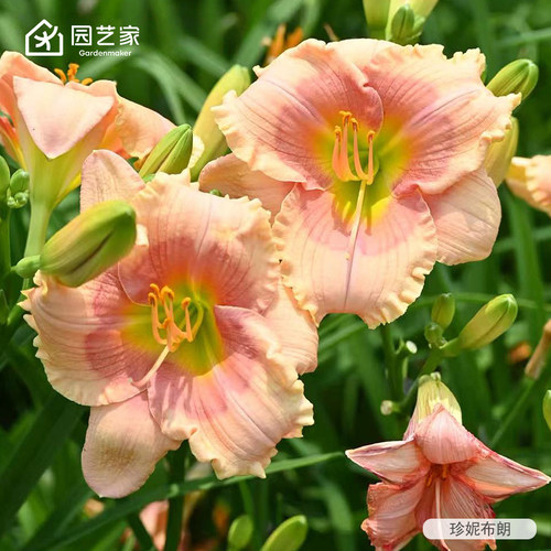 园艺家可食用黄花菜萱草盆栽