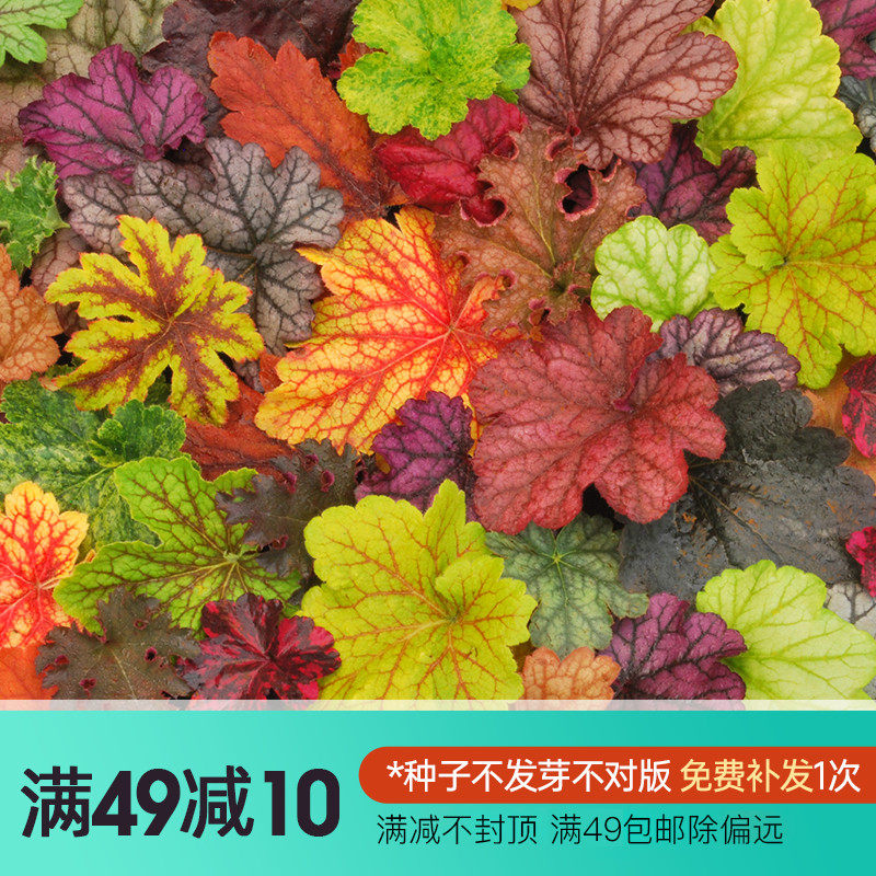 虹越萌吖吖花卉种子双距花鸡冠花千日红矾根剪秋罗花葱蒲包花春秋