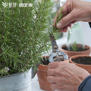 木经典香草迷迭香棒棒糖香料植物