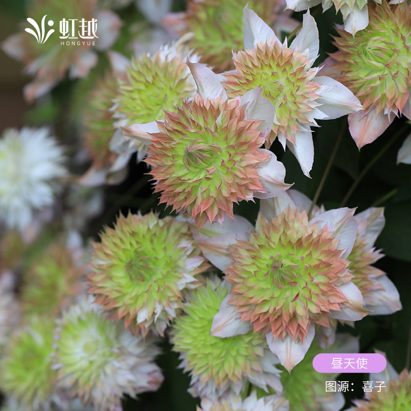 虹越F系昼天使乌托邦倒影铁线莲时令草本花卉