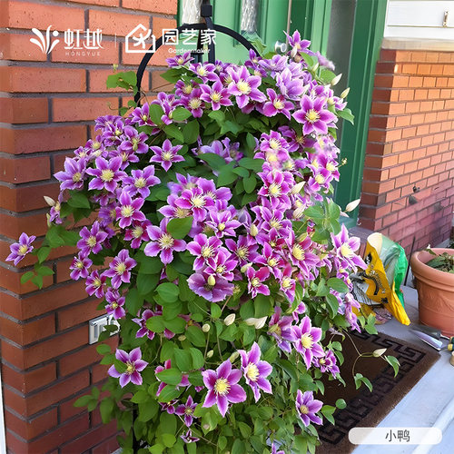 虹越铁线莲盆栽苗大苗