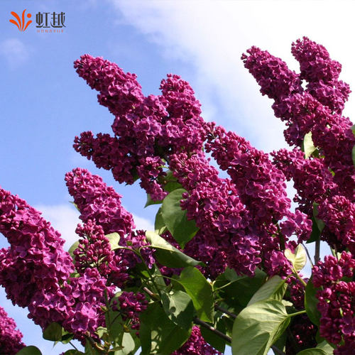 虹越进口丁香花树苗室外阳台庭院花园盆栽地栽浓香南北方种植花苗