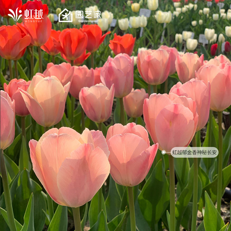 郁金香种球5度球土培盆栽荷兰直采进口阳台新手全国可种花卉虹越