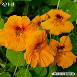 虹越园艺家旱金莲种苗可观花观叶插花阳台庭院盆栽地栽好养长势强