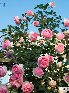 虹越月季花苗龙沙宝石蓝色阴雨瑞典女王爬墙藤本灌木小苗盆栽