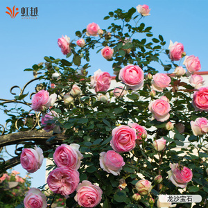 虹越月季花小苗盆栽龙沙宝石蓝色阴雨瑞典女王藤本灌木爬墙花园