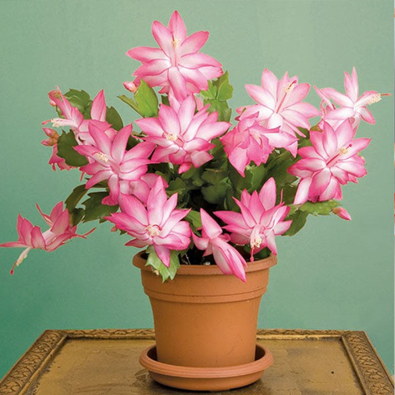 蟹爪兰盆栽苗虹越室内阳台窗台花园长花期观赏草本花喜光盆栽花卉