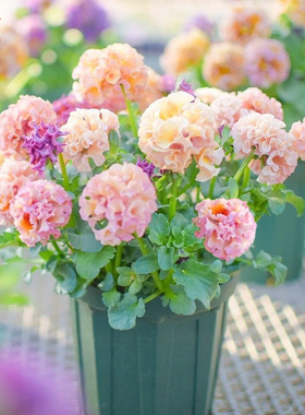 花彩洛可可礼服皱边角堇盆栽苗德古拉阳台庭院多年生耐寒观赏草花