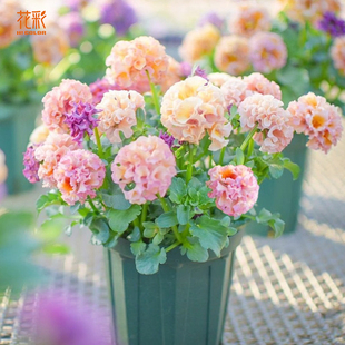 花彩洛可可礼服皱边角堇盆栽苗德古拉阳台庭院多年生耐寒观赏草花