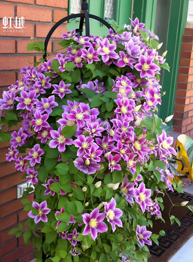 虹越铁线莲大苗乌托邦倒影蓝色沙龙舞盆栽爬藤花园栅栏篱笆楼顶