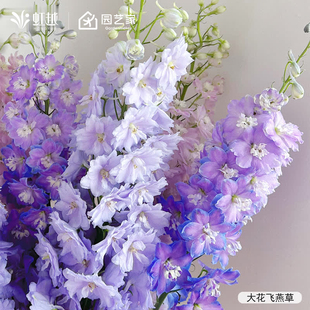 虹越园艺家种子大花飞燕草小花飞燕草种籽花园庭院耐寒好养线性花