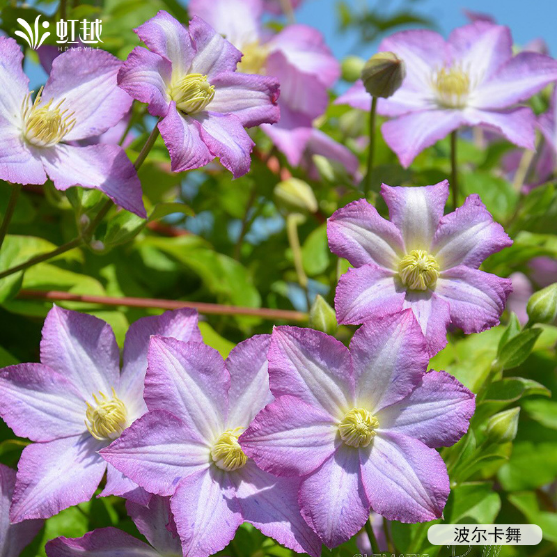 虹越铁线莲苗蓝光马祖里天鹅湖蓝色沙龙舞耐寒盆栽爬藤好养预卖