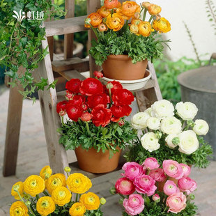 进口花毛茛种球虹越多年生芹叶洋牡丹爪子阳台多件多折球根花卉