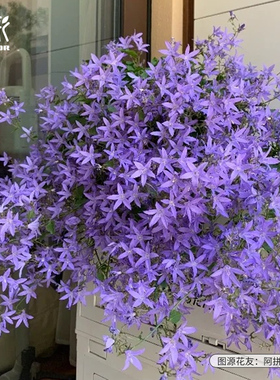 花彩垂吊风铃草盆栽蓝色花卉多年生耐寒植物庭院阳台盆栽爆花量大