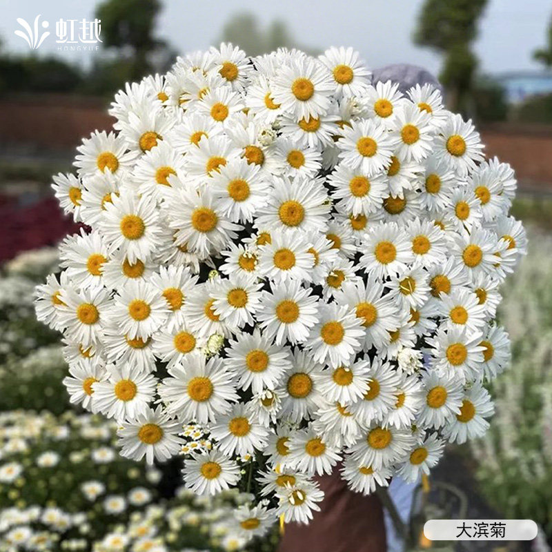 虹越园艺家种苗松果菊勋章菊金光菊大滨菊阳台小花苗盆栽好养易活