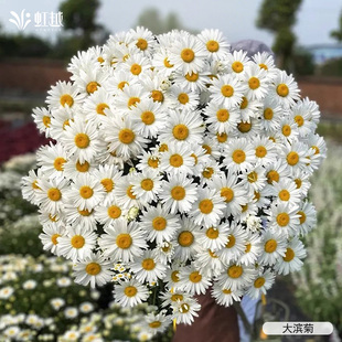 虹越园艺家种苗松果菊勋章菊金光菊大滨菊阳台小花苗盆栽好养易活