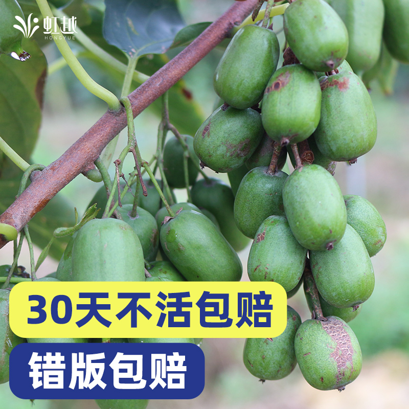 软枣猕猴桃树果苗树苗