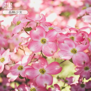 花彩进口四照花多花梾木盆栽苗庭院花园耐寒观赏树乔木花灌木预卖