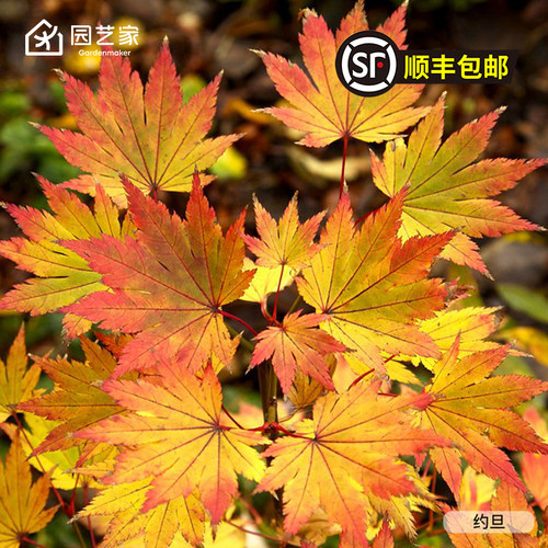 园艺家红枫树苗6L大苗精选品种
