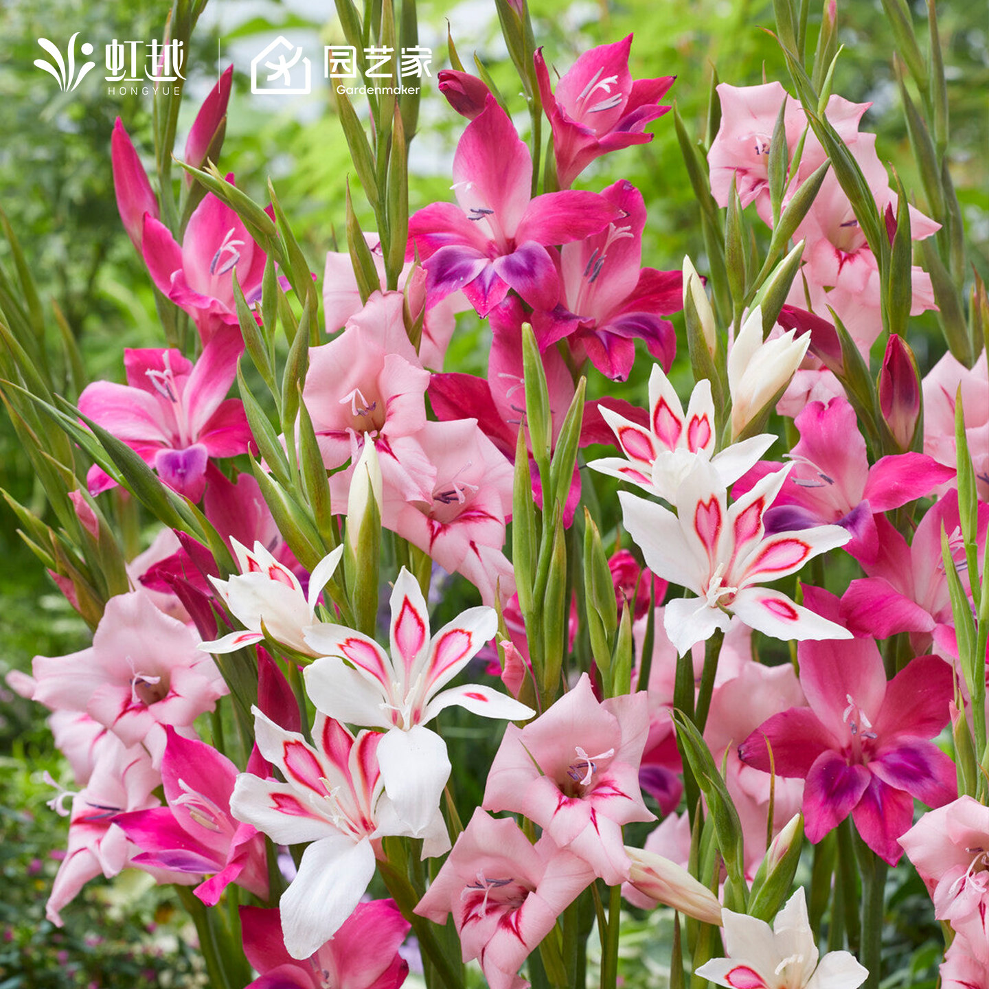 迷你剑兰种球虹越猫爪剑兰阳台花园植物进口矮唐菖蒲花卉球根预卖