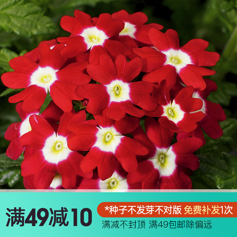 虹越萌吖吖花卉种子美女樱假马齿苋家庭观花草本植物种籽春秋播