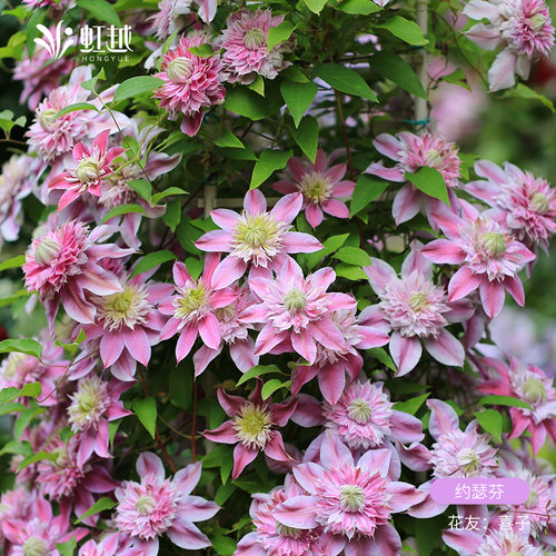 虹越铁线莲苗大苗倒影